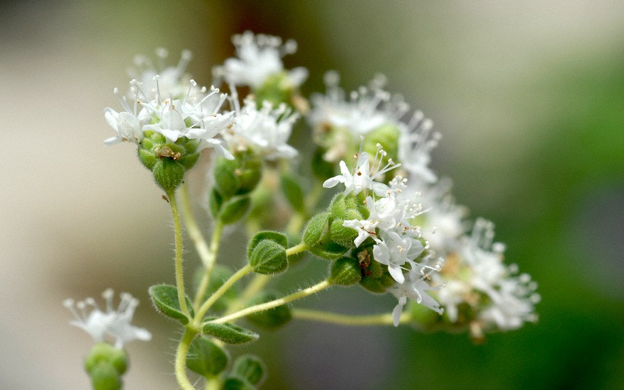 Ragani (Kreta-Oregano) (Pflanze)