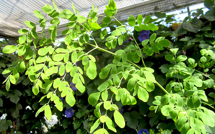 Asiatische Moringa (Saatgut)