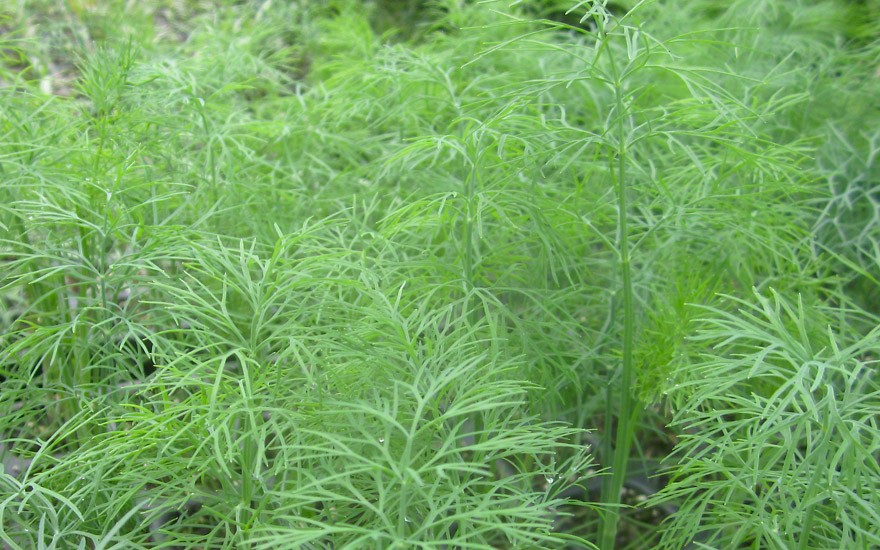 Dill, farnblättrig (Saatgut)