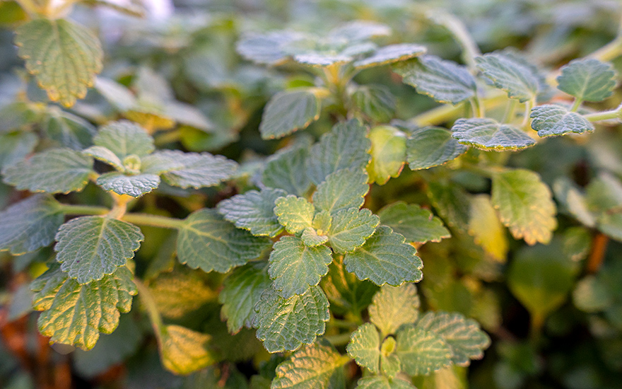 Weihrauchpflanze, grün (Pflanze)