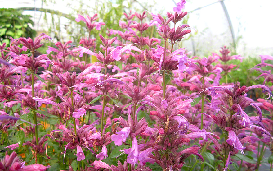 Limetten-Agastache (Pflanze)