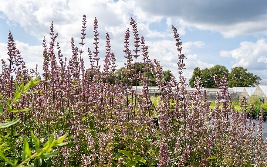 Hohe Katzenminze (Saatgut)