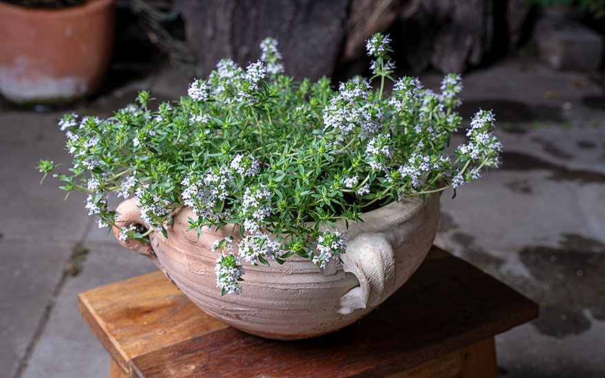 Polsterthymian 'Duftkissen'® (Pflanze)