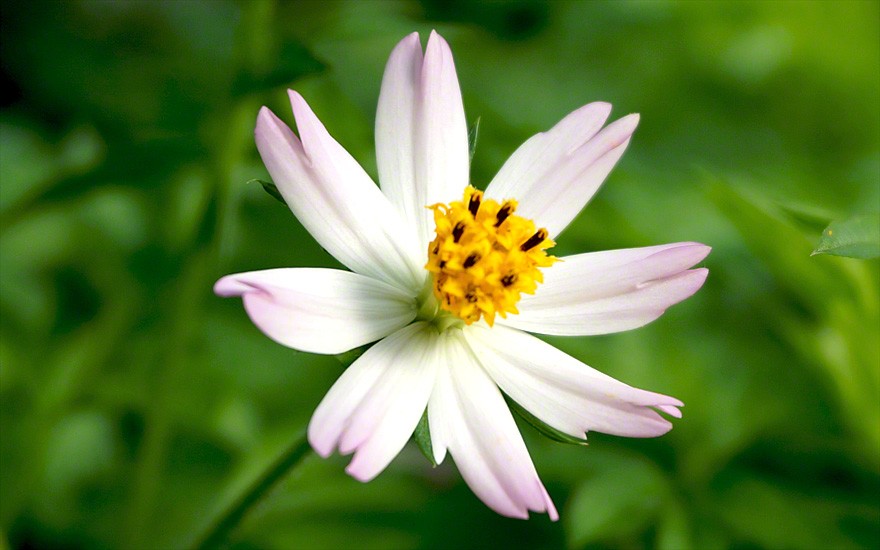 Die schönen essbaren Blüten erscheinen erst im Herbst