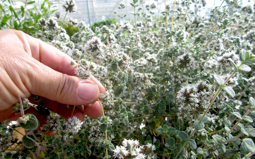 Zatar (Arabischer Oregano) (Pflanze)