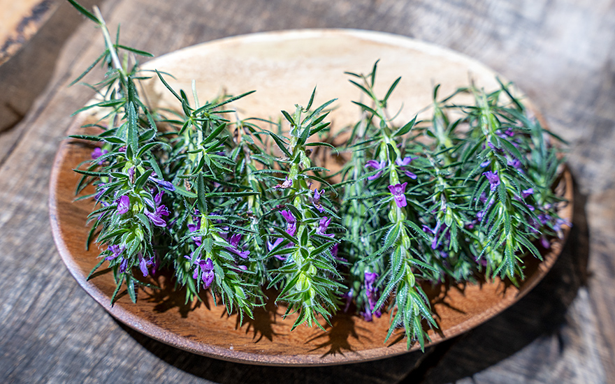 Zatar Sahrawi (Pflanze)