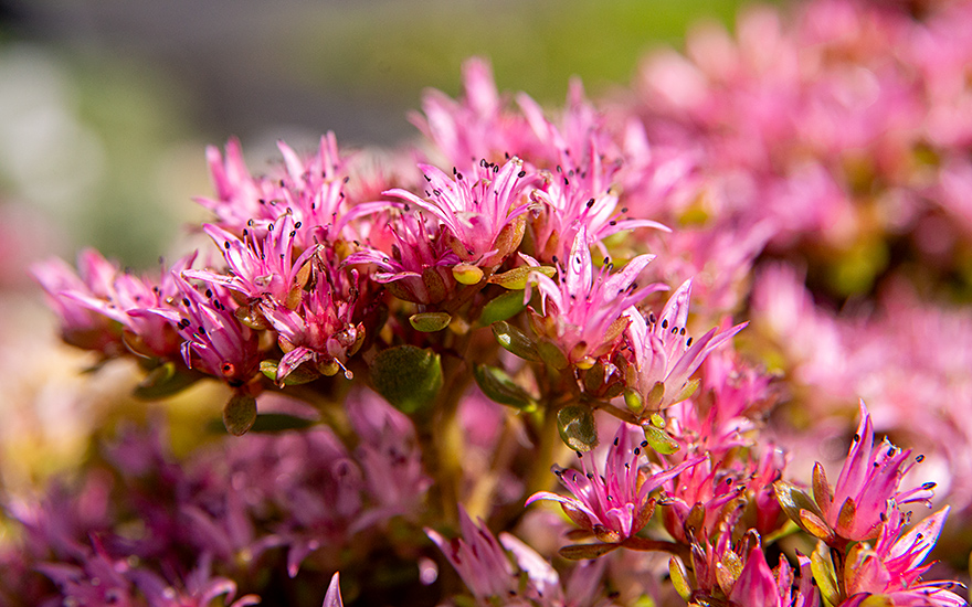 Kaukasus-Fetthenne (Saatgut)