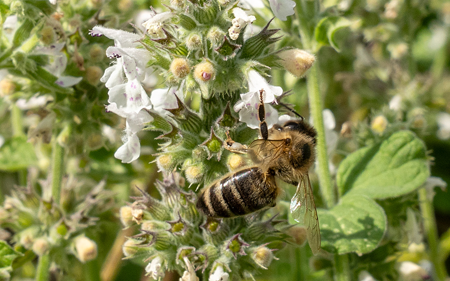 Weiße Melisse (Pflanze)