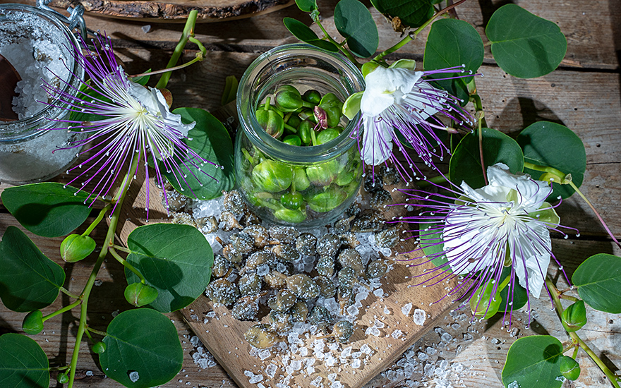 Echter Kapernstrauch (Pflanze)