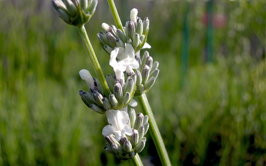 Lavendel, weiß blühend (Pflanze)