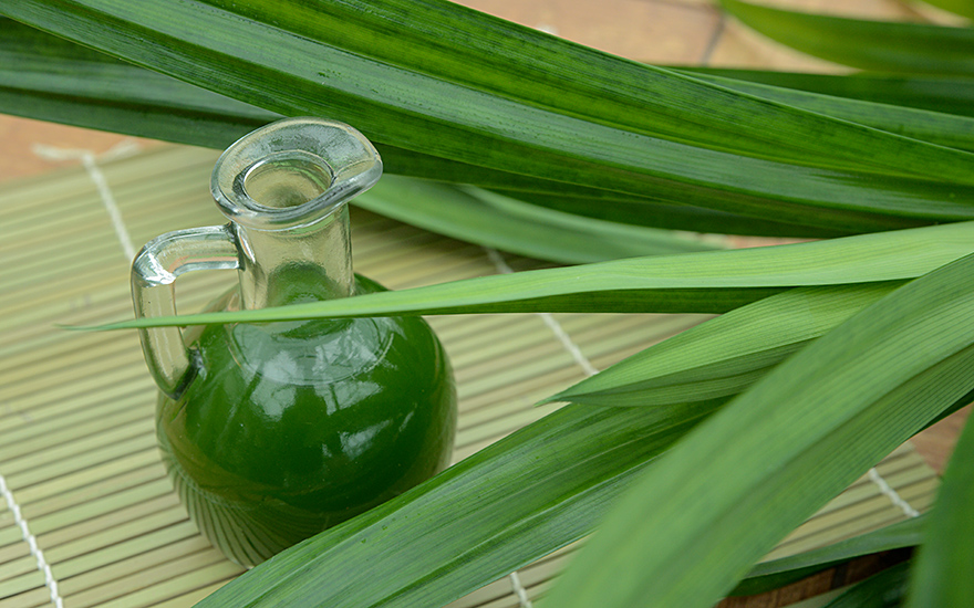 Pandan-Palme (Pflanze)