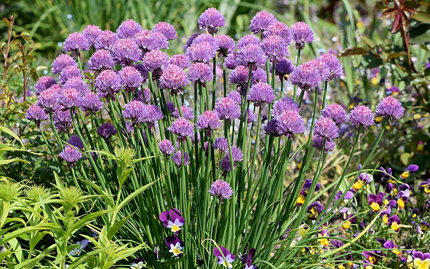 Schnittlauch, feinröhrig (Saatgut)