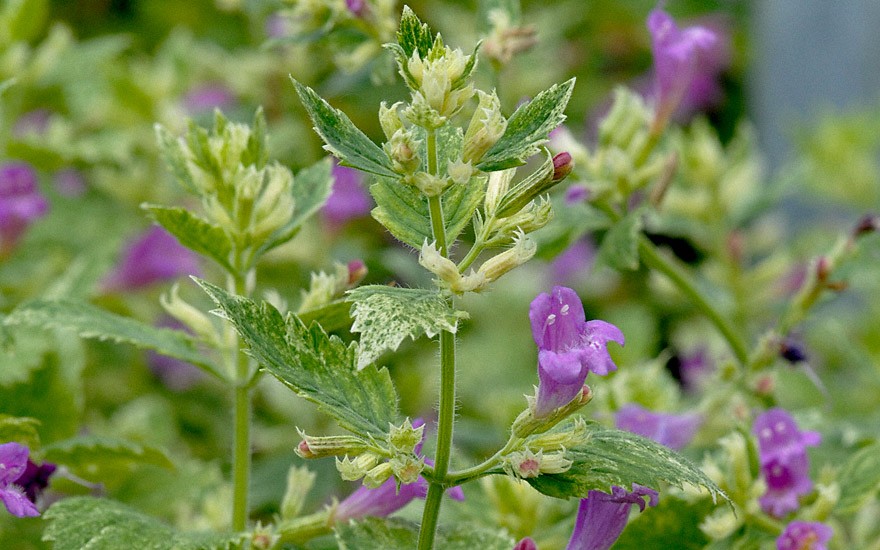 Gartenbergminze, weißbunt (Pflanze)