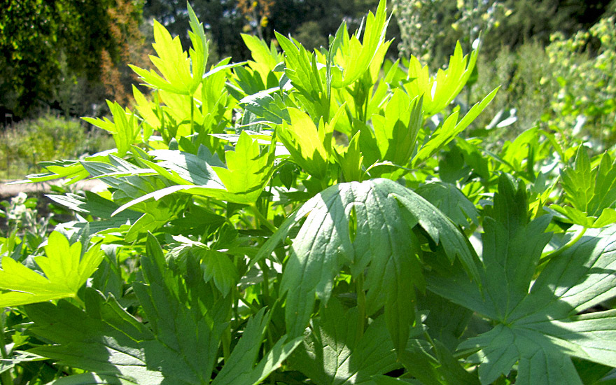 Staphisagria, Stephanskraut (Pflanze)