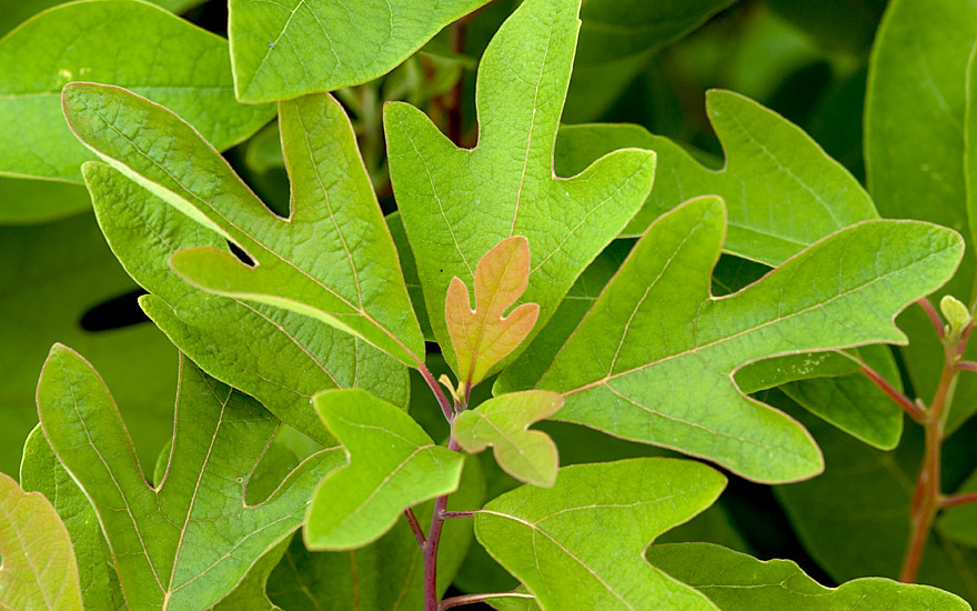 Sassafras (Pflanze)