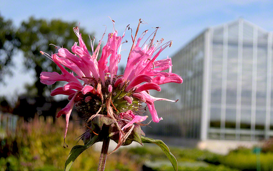 Goldmelisse, rosa blühend (Indianernessel) (Pflanze)