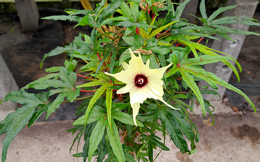 Salatbaum 'Chief Kubo's Prize' (Pflanze)