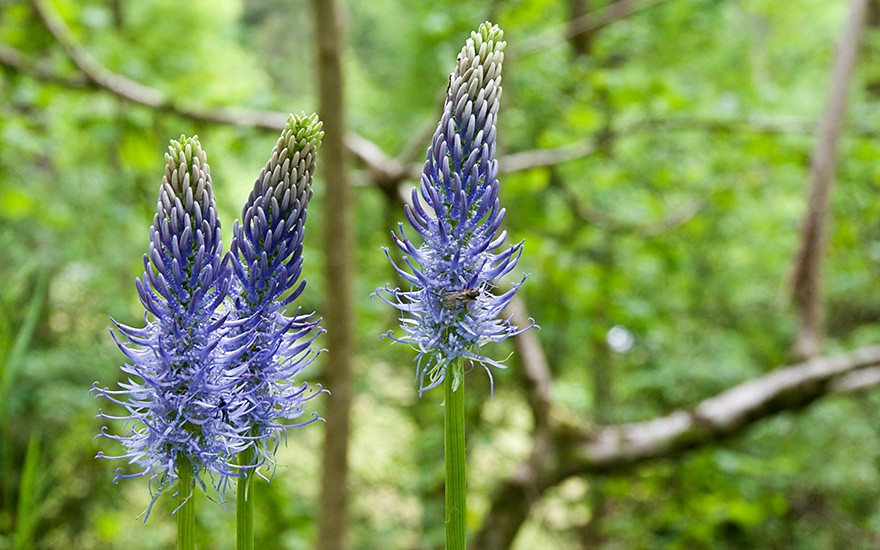 Blaue Ährige Teufelskralle (Saatgut)