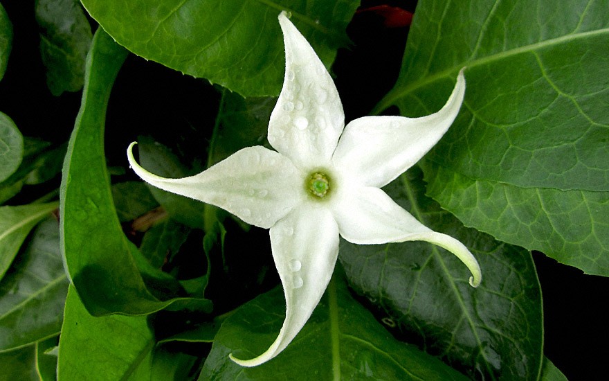 Jaborosa (Pflanze)