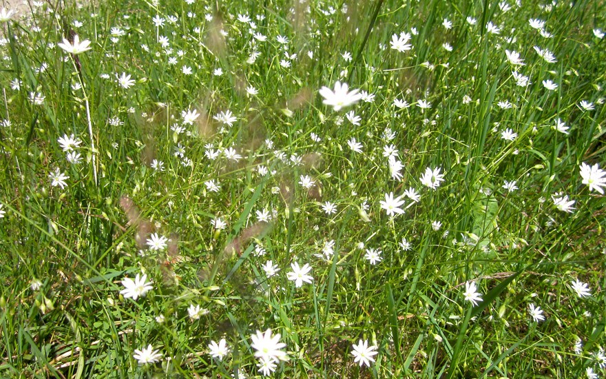 Große Sternmiere (Saatgut)