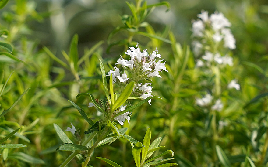 Thymian 'Giant Pale Laye' (Pflanze)