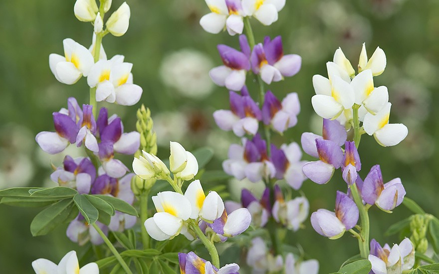 Duft-Lupine 'Javelin Lilac' (Saatgut)