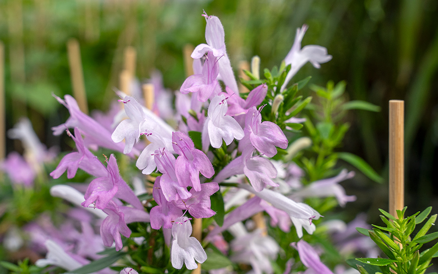 Mexikanischer Oregano, rosa (Pflanze)