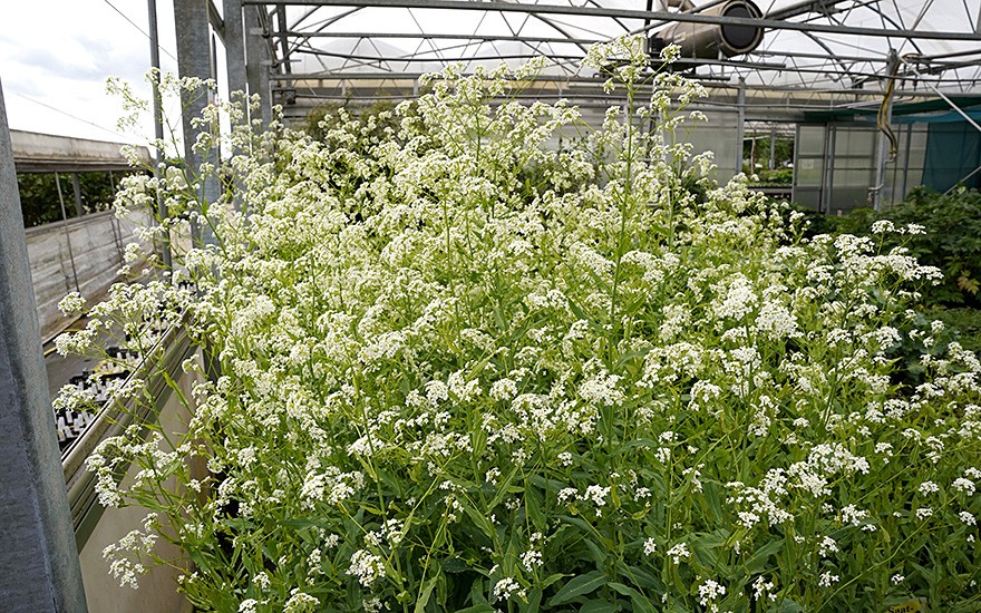 Löffelkraut, ausdauernd (Saatgut)