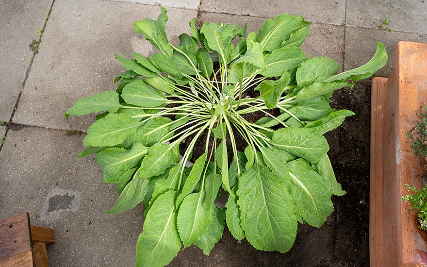 Senfkresse (Pflanze)