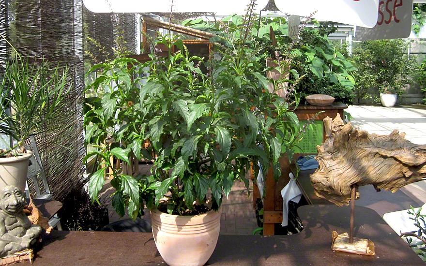 Basilikum Kräutern Kräuter frisches Aroma Pflanze im Topf lebende Topfpflanze 
