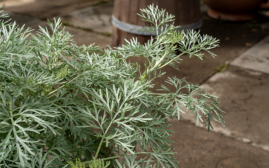 Strauch-Wermut (Pflanze)