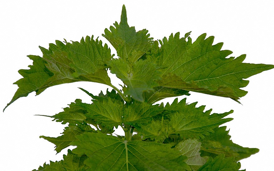 Perilla, grün (Shiso) (Saatgut)