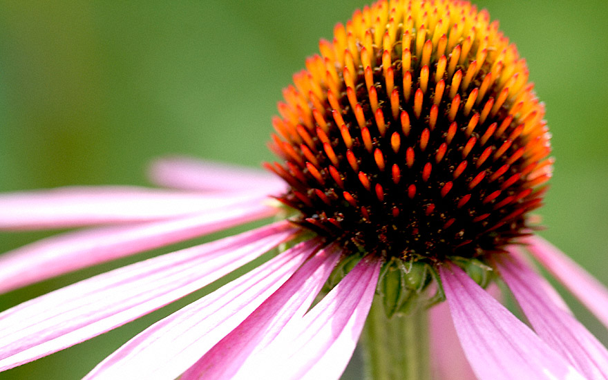 Echinacea (Saatgut)