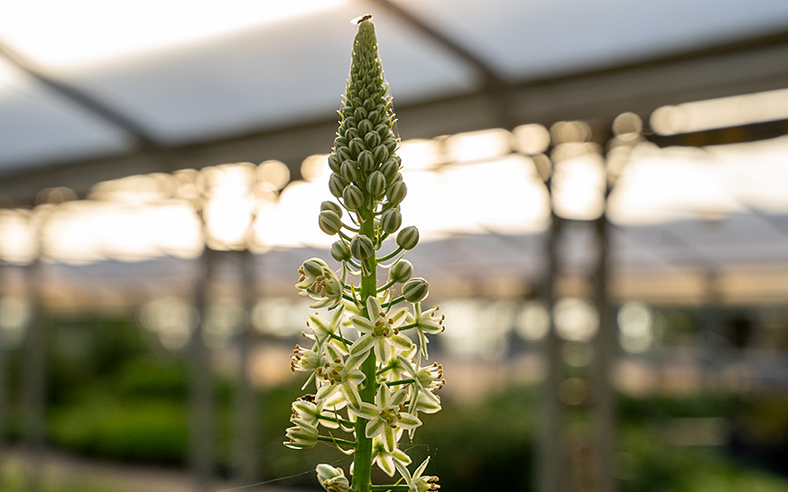 Meerzwiebel, Heilzwiebel (Pflanze)