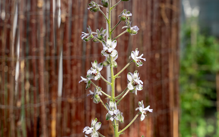 Staphisagria, Stephanskraut (Pflanze)