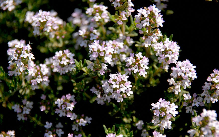 Thymian 'Fleur de Provence' (Pflanze)