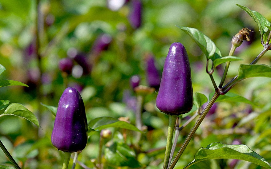 10+10 Samen Bio Ecuador purple Chili sehr selten Cap species schönes Farbspiel