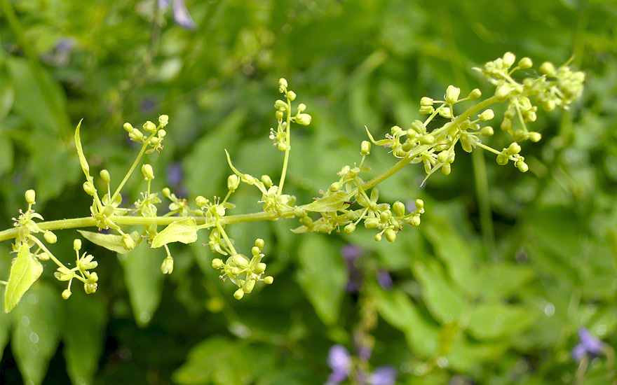 Kaukasischer Rankspinat (Pflanze)