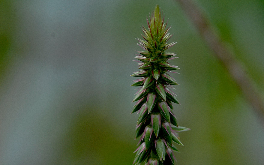Apamarga (Pflanze)