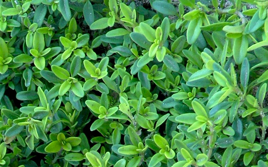 Zitronenthymian, grün (Pflanze)