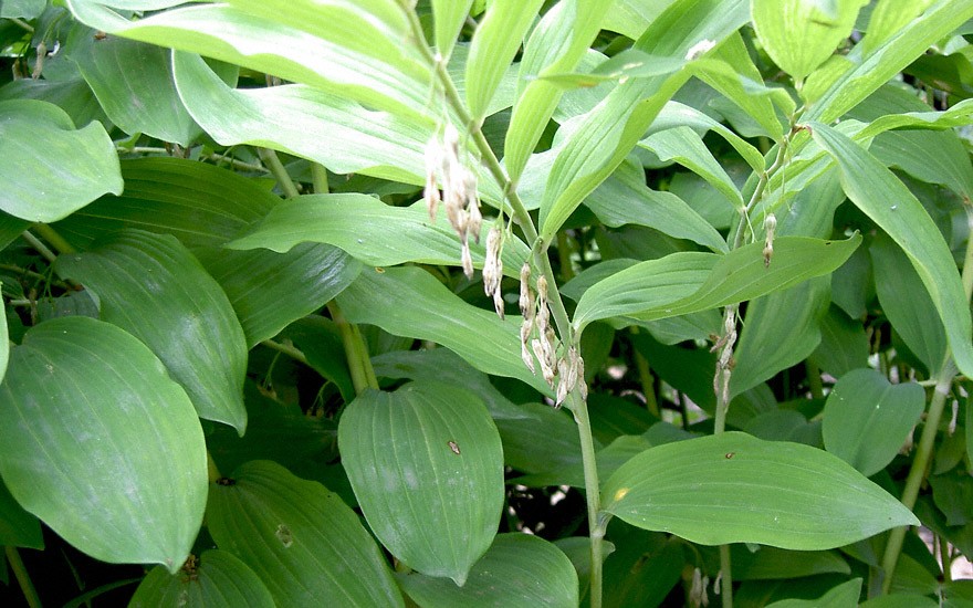 Salomonssiegel, duftend (Pflanze)