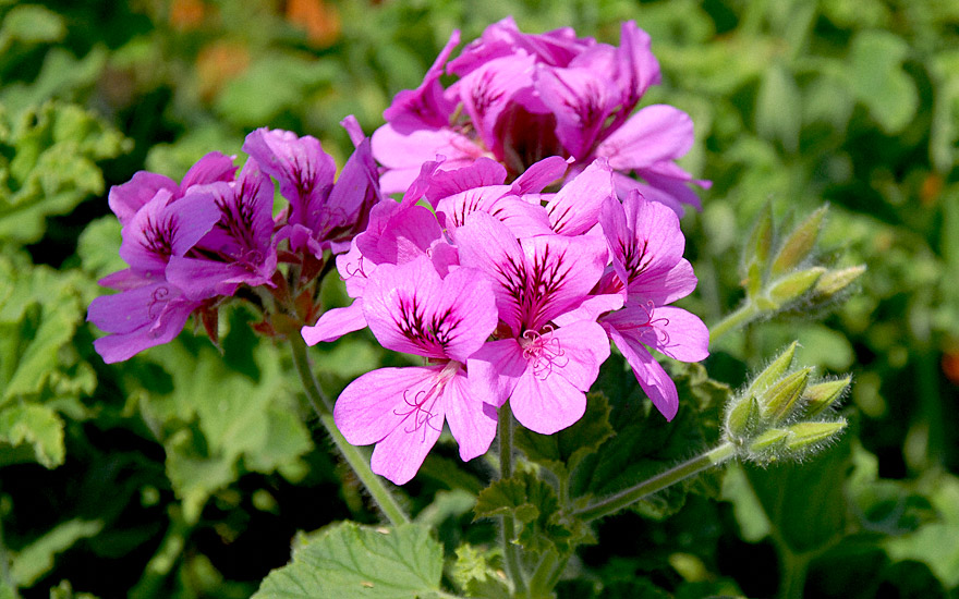 Duftgeranie 'Purple Unique' (Pflanze)