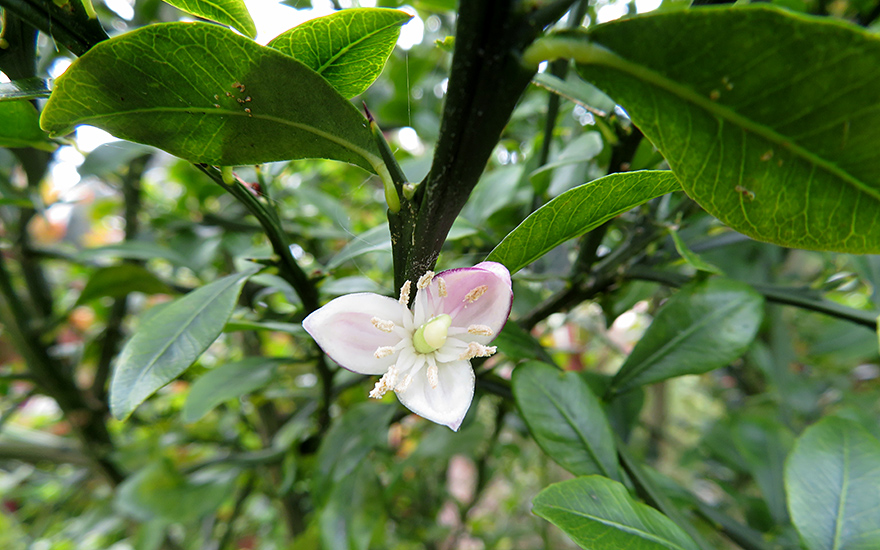 Australische Fingerlimette (Pflanze)