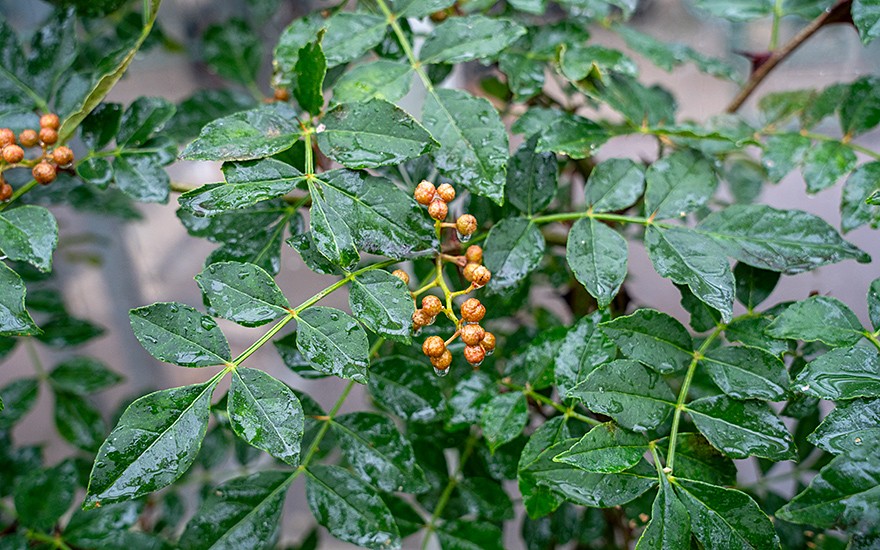 Chinesischer Pfeffer (Pflanze)