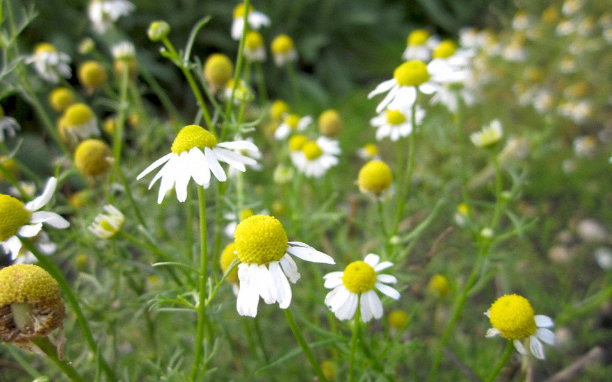 Kamille 'Bodegold' (Saatgut)