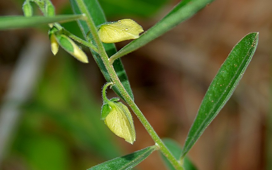Senega, chinesische (Saatgut)