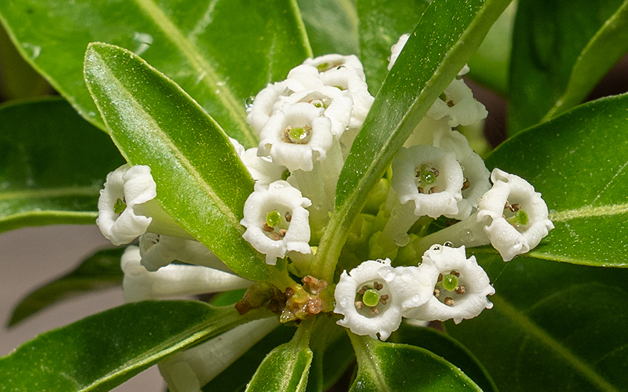 Schokoladen-Jasmin (Pflanze)