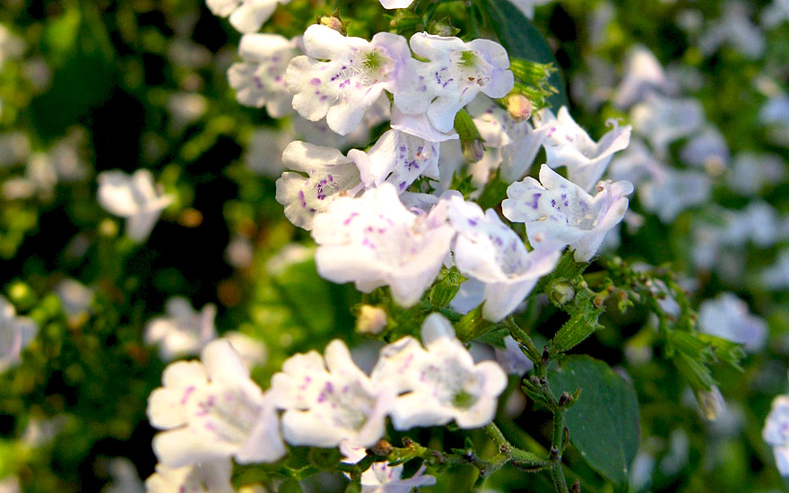 Душевик горная мята марвелетт. Душевик котовниковый (Calamintha Nepeta). Душевик котовниковый ветерок. Душевик Горная мята. Душевик котовниковый Блу клоуд.