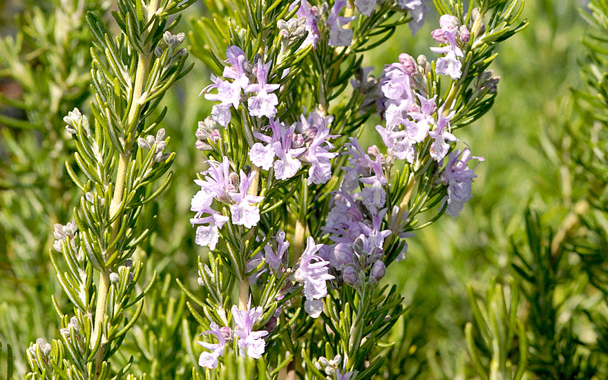 Rosmarin 'Majorca Pink' (Pflanze) Rosmarinus officinalis Rosmarin