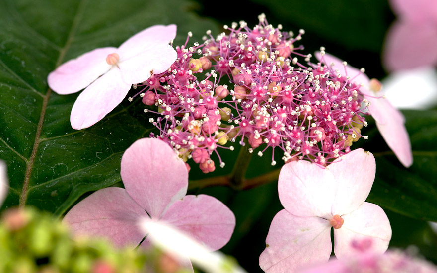 Japanische Tee-Hortensie (Pflanze)